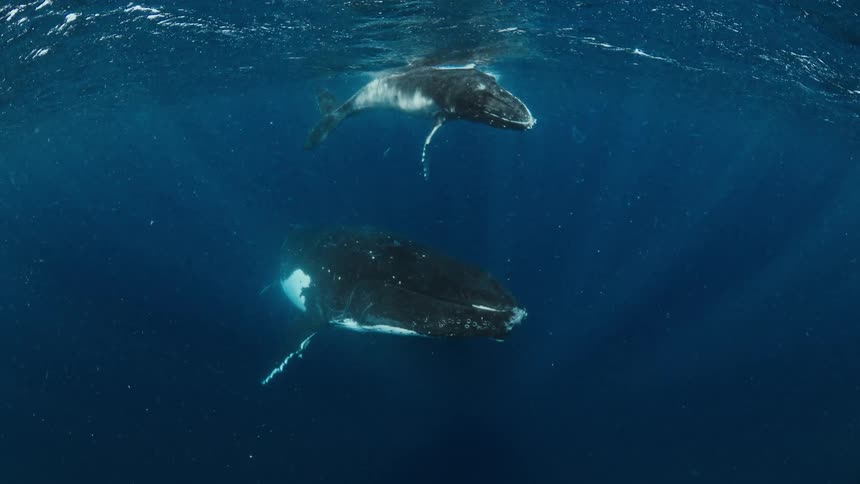 Two humpback whales swim through deep blue ocean water as sunbeams filter down from the surface