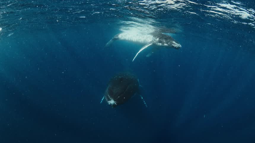 Two whales swimming at different depths below the ocean surface
