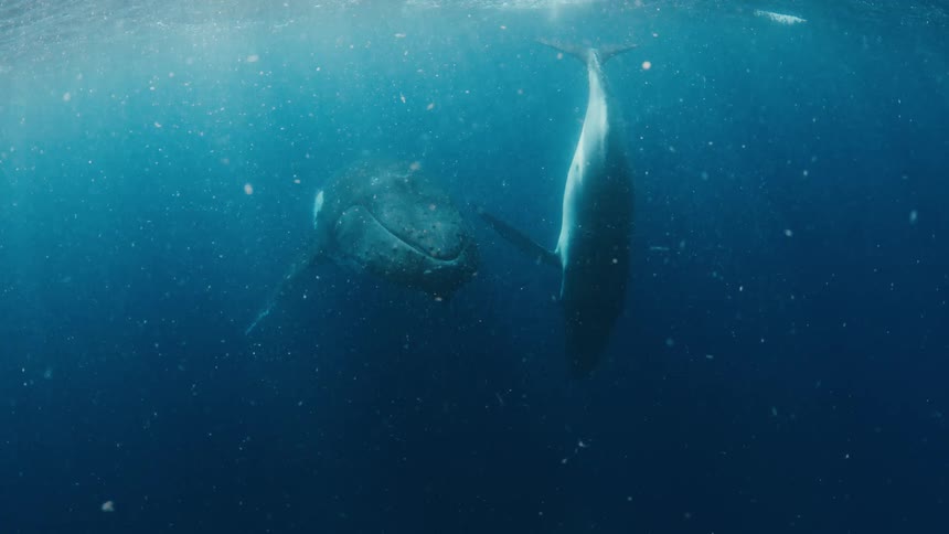 Two humpback whales swim gracefully through deep blue sunlit ocean water filled with tiny particles one whale glides near the surface while the other dives deeper showcasing their massive fins and textured skin