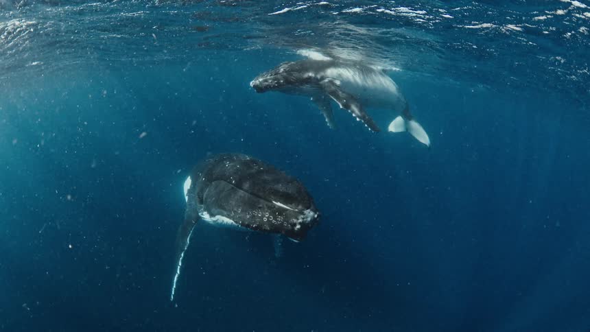 Two whales swimming in the ocean