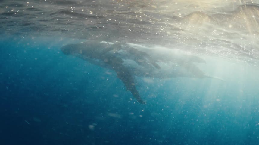 Two whales swimming just below the ocean surface with sunlight passing through the water