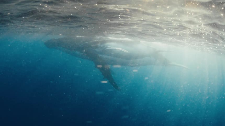 Whale swims just below the ocean surface with light passing through the water
