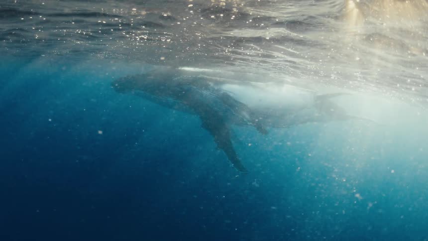 Whale floating just below the water surface as sunlight shines from above