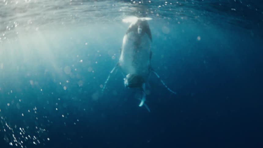 Whale swimming vertically just below the ocean surface with sunlight passing through the water