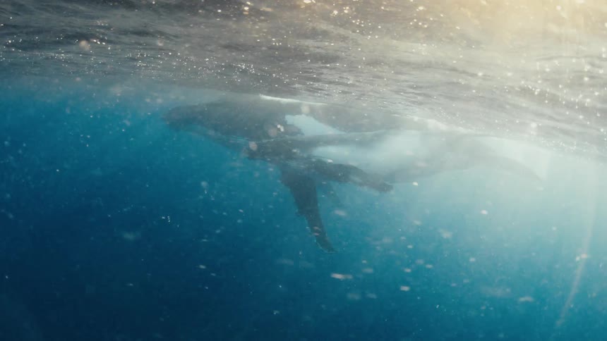 Whale floating below the surface as sunlight shines brightly from above
