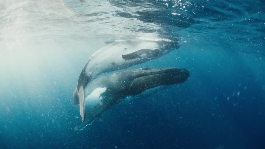 Two whales swim near the surface of the ocean on a sunny day