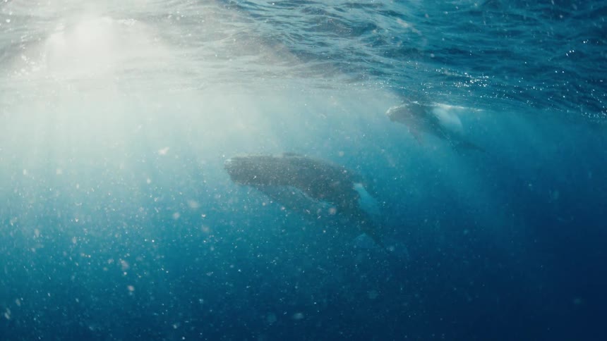 Two whales floating below the surface as sunlight shines brightly from above