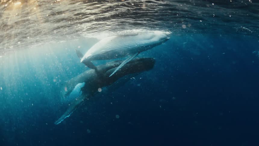 Two humpback whales swim gracefully just beneath the ocean surface as sunlight filters through the water one whale rolls onto its back showcasing its white underside while bubbles and particles drift around them
