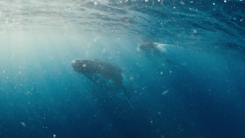 A view of two whales swimming in the ocean