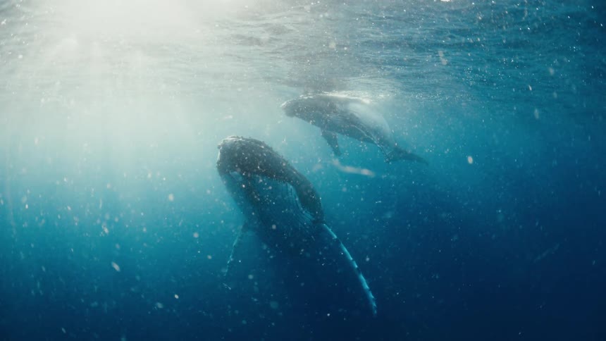Two humpback whales swim slowly together through deep blue ocean water