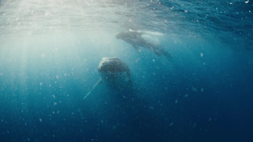Two whales are floating near the surface of the water