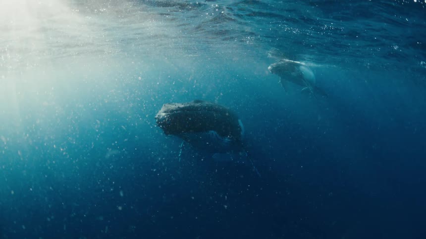 Two humpback whales glide through deep blue water as bright sunbeams pierce the surface from above the whales move slowly through the illuminated water surrounded by tiny floating particles in the ocean