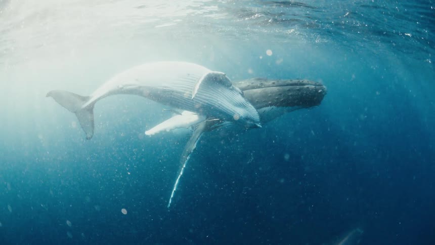 Two whales floating underwater as sunlight shines brightly from above