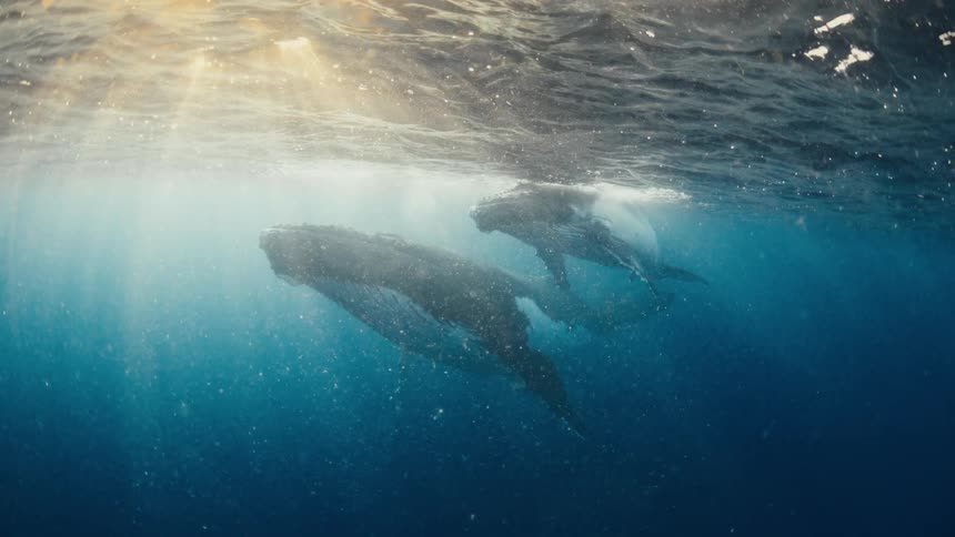 Two humpback whales swim in tandem through shimmering blue water as bright sunlight pours in from the surface the large marine mammals glide peacefully together surrounded by glowing particles and soft underwater light rays