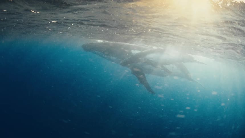 A whale is swimming just under the surface of the water