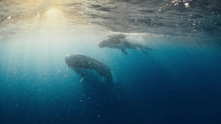 Two humpback whales swim through deep blue water while sunlight filters through the ocean surface and illuminates floating particles around their massive bodies in a serene underwater environment