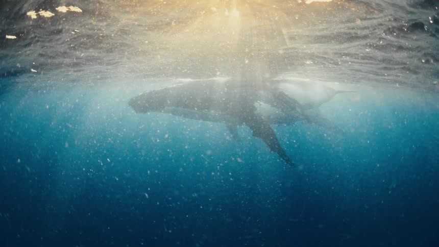 Whale swimming just below the ocean surface with sunlight passing through the water