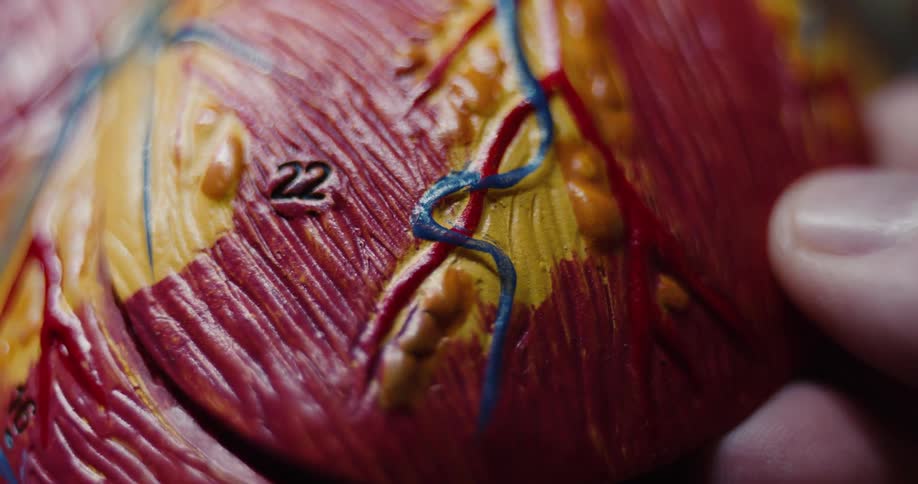 A close up view shows a hand examining an anatomical model of a human heart