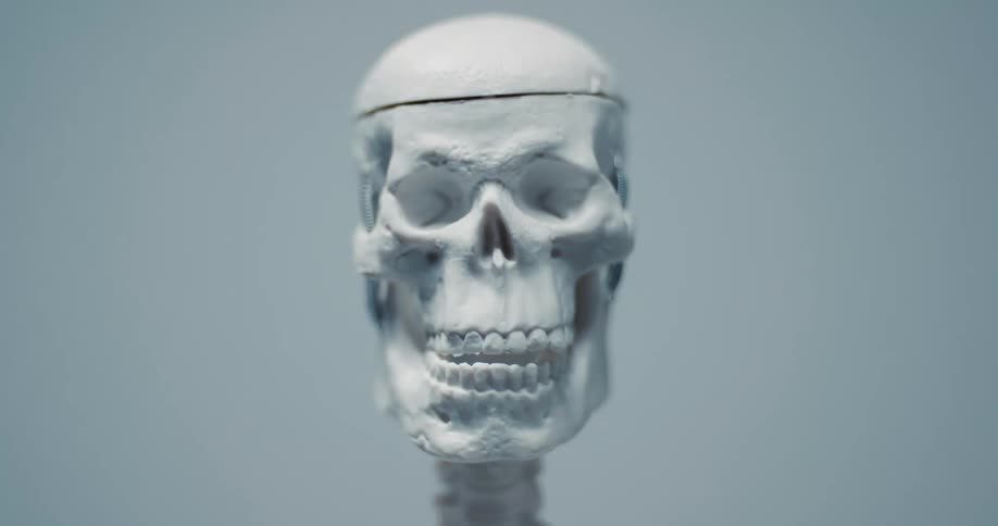 The camera starts with a soft blur and gradually pulls into sharp focus revealing the anatomical details of the teeth eye sockets and jaw