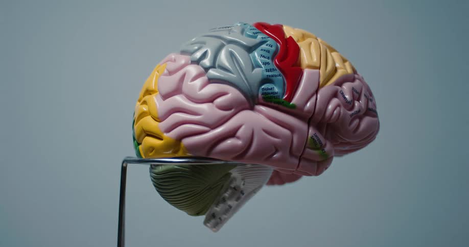 A side view shows a colorful model of a human brain with different sections labeled as it sits on a metal stand