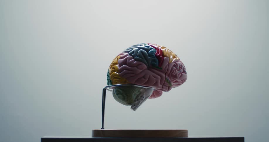 A sculpture of a brain in a room