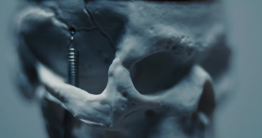 Anatomical skull model with lateral metal spring