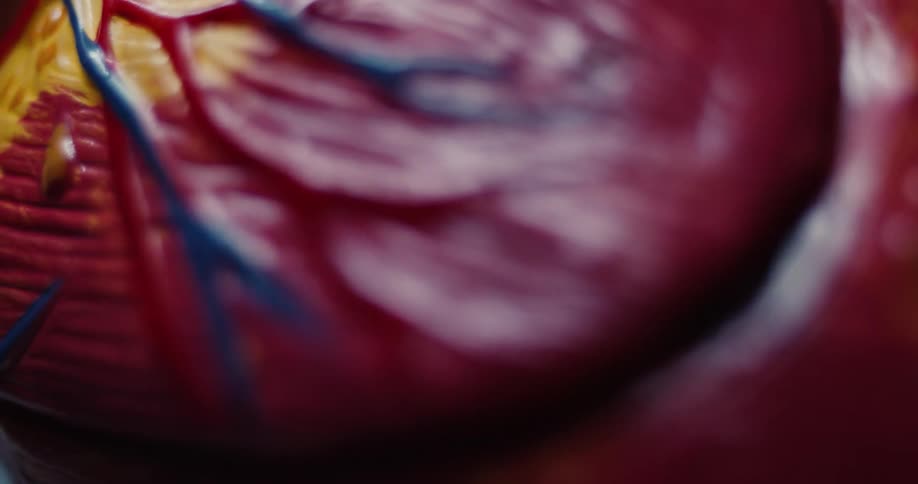 Fingers in contact with an anatomical object