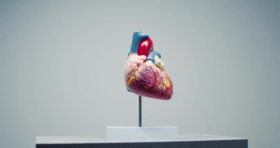 An anatomical heart model sits on a metal stand against a plain neutral background