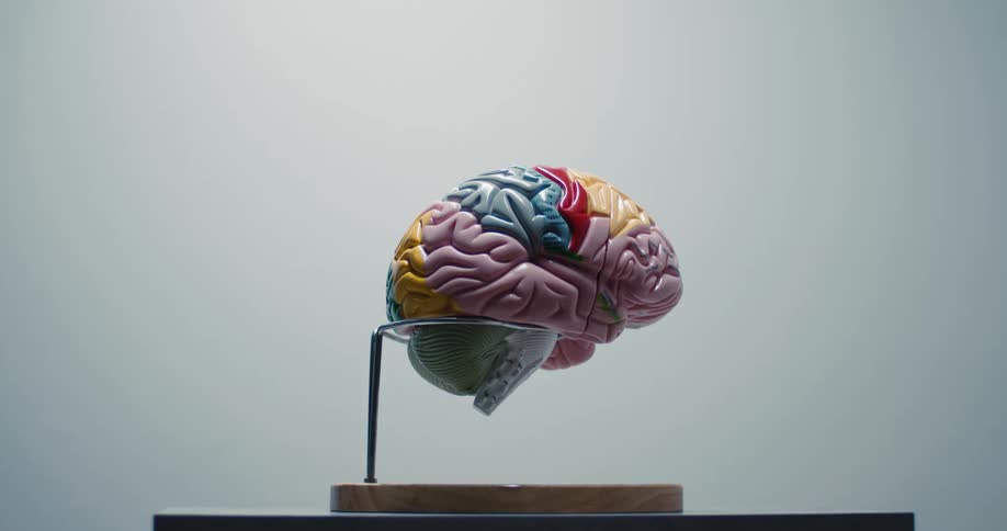 Anatomical model of a human brain mounted on a stand over a base