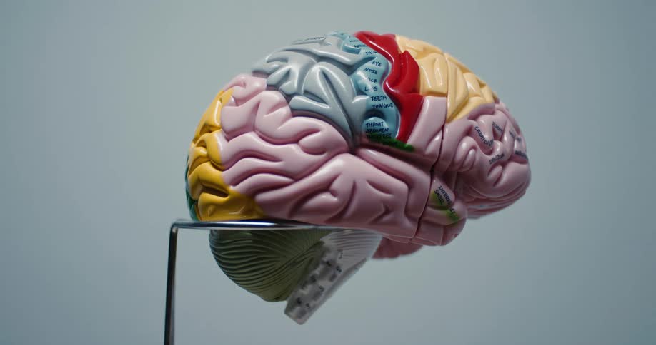 Colorful anatomical brain model displayed on a stand against a plain background