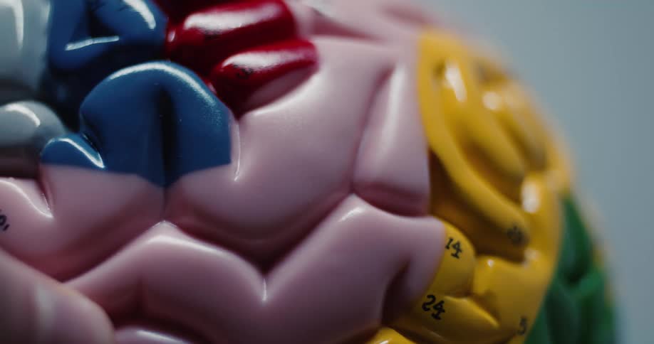 Closeup of a hand holding a multi colored anatomical model of a human brain