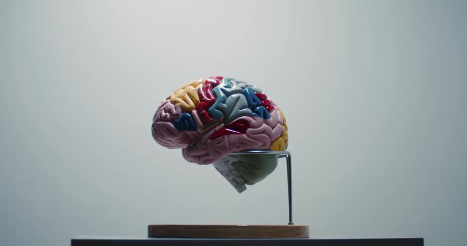 A multi colored anatomical human brain model sits on a metal stand against a clean studio background