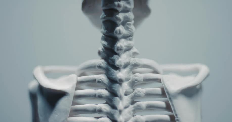 A close up view of a human skeletal torso model showing the spine and rib cage against a neutral background