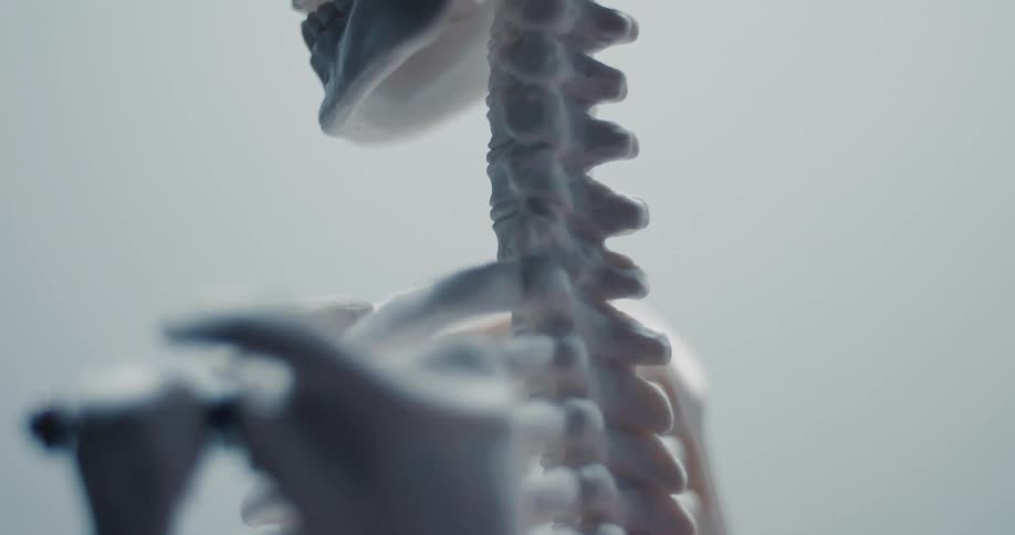 A close view shows a hand touching the vertebrae of a white skeleton model in a room with soft light