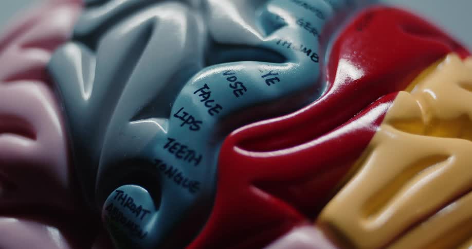 Words for the different parts of the human body are written on a model object