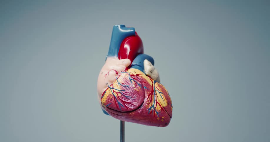 The video features a detailed anatomical model of a human heart mounted on a thin metal standthe model is shown from a fixed perspective against a plain light grey background as the lighting subtly shifts