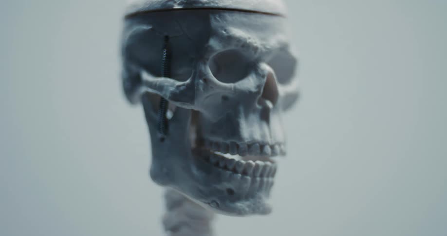 Close up of an anatomical human skull model in profile against a neutral gray background