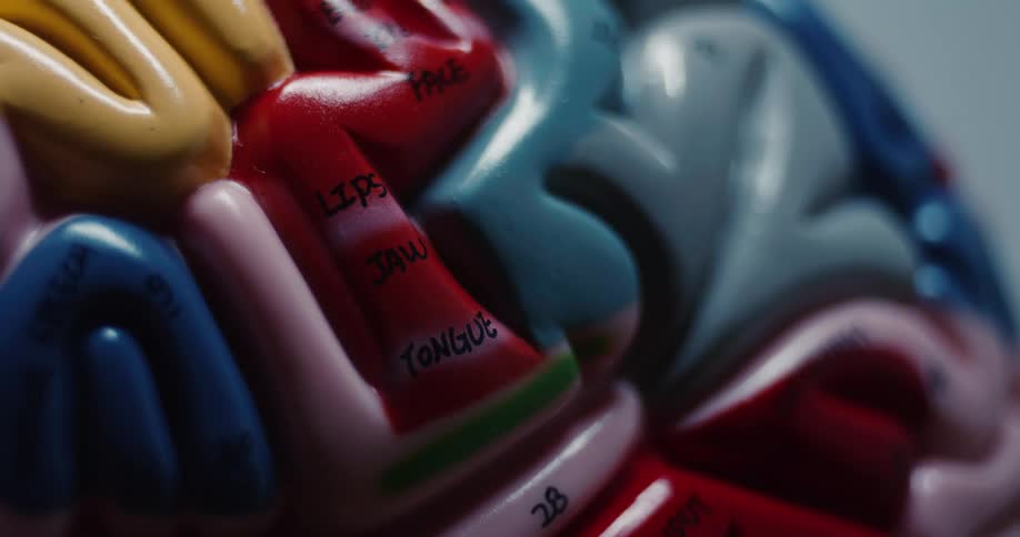 An extreme close view shows a colorful model of a human brain with text labels for parts like the lips and tongue