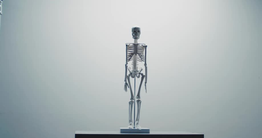 A skeleton on display in a room