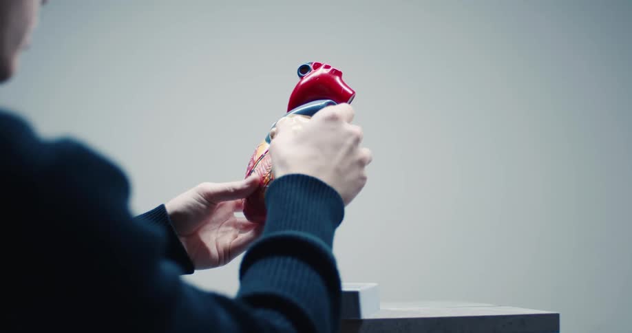 A person carefully disassembles a detailed anatomical heart model to reveal its internal chambers and valves the model sits on a metal stand against a plain grey background while being demonstrated by hand