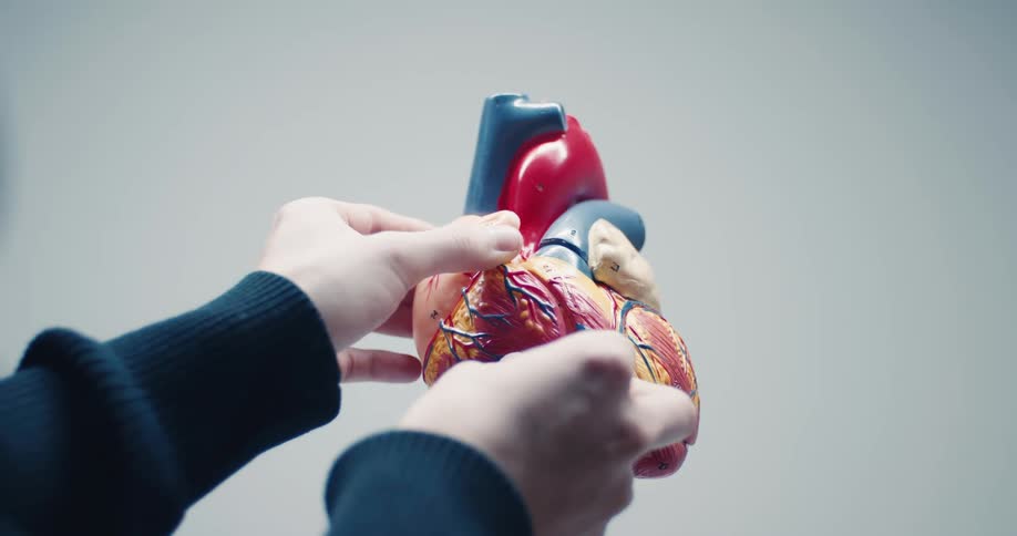 Segmented anatomical model of human heart