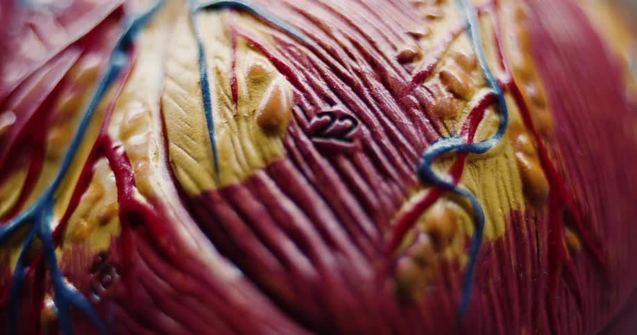 An extreme close view shows the textured surface of a human heart model with red muscle fibers and blue veins