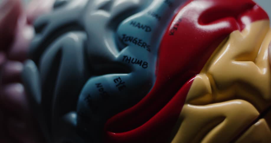 An extreme close view shows a colorful model of a human brain with text labels for parts like the neck and head