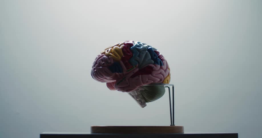 The video displays a lifesized anatomical model of a human brain which is colorcoded to distinguish different functional regions and lobesthe model is mounted on a metal stand with a wooden base and is shown rotating slowly against a ne