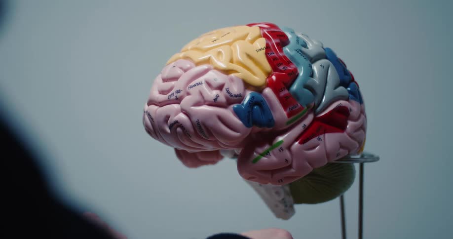 A hand carefully adjusting a colorful labeled anatomical model of a human brain resting on a metal stand