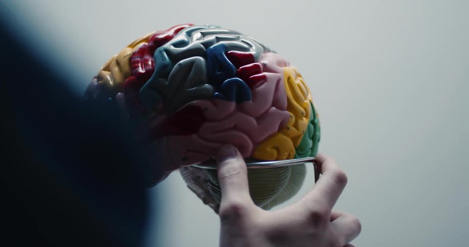 A person rotating a sculpture of a brain