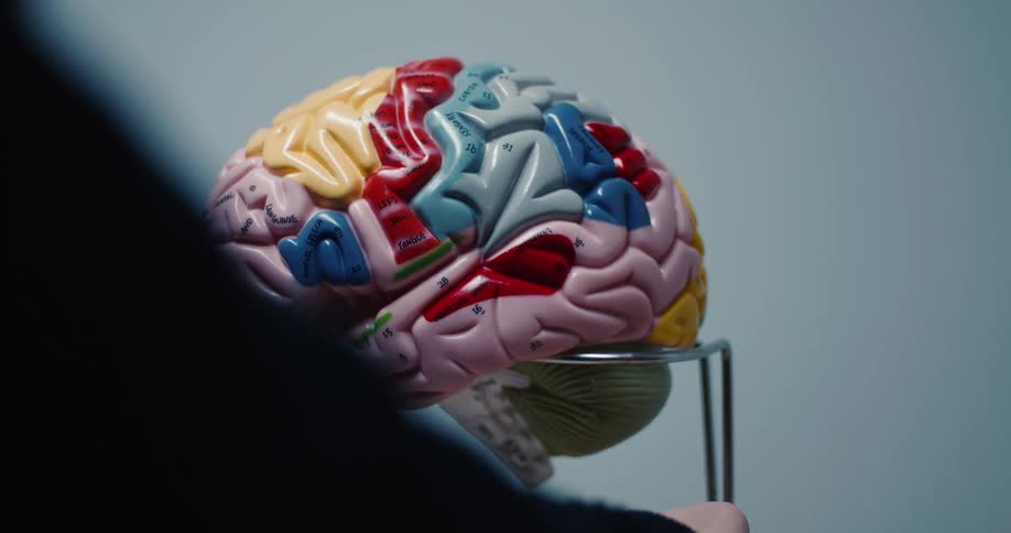 A view of a brain sculpture being rotated by a person