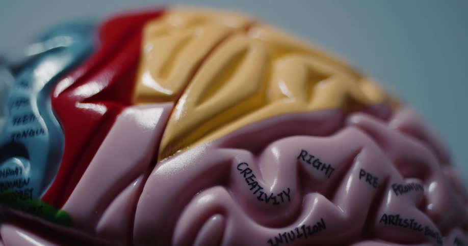 Anatomical brain model with creative areas highlighted