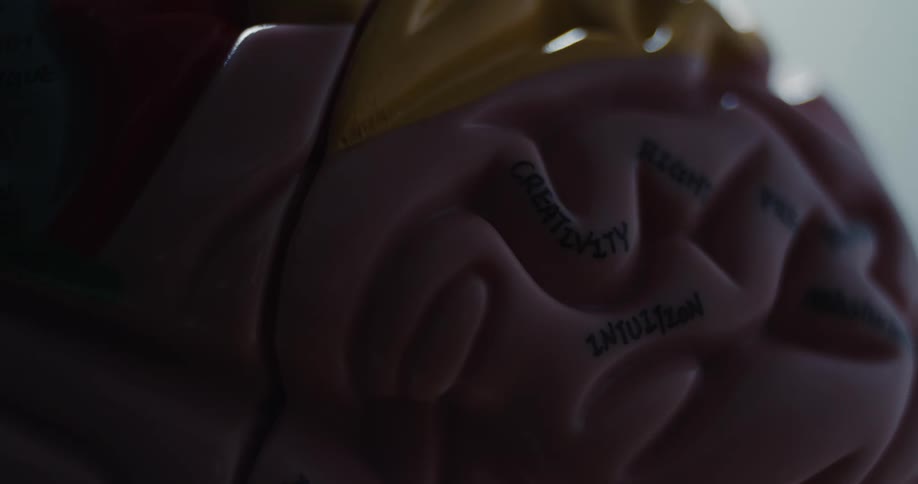 A pink anatomical brain model features labels like creativity and intuition embossed on its surface the camera slowly pans across the textured folds while the lighting shifts and dims dramatically
