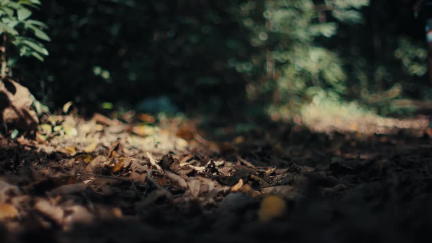 Trail cycling scene with dry leaves